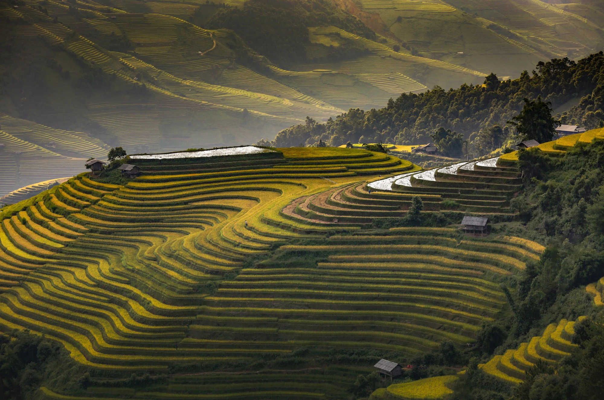 Chiêm ngưỡng vẻ đẹp ruộng bậc thang Mù Cang Chải (Yên Bái) mùa lúa chín - Ảnh 1. Chiêm ngưỡng vẻ đẹp ruộng bậc thang Mù Cang Chải (Yên Bái) mùa lúa chín - Ảnh 1.