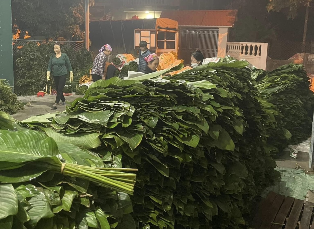 Lá dong khan hiếm, giá đắt gấp 3 lần năm ngoái- Ảnh 1. Lá dong khan hiếm, giá đắt gấp 3 lần năm ngoái- Ảnh 1.