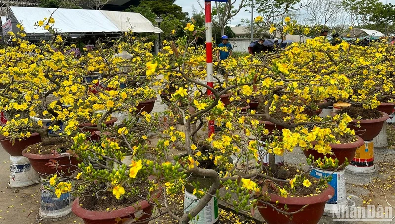 Người bán mai tại chợ hoa Tết Đà Nẵng “đại hạ giá” vẫn không có người mua