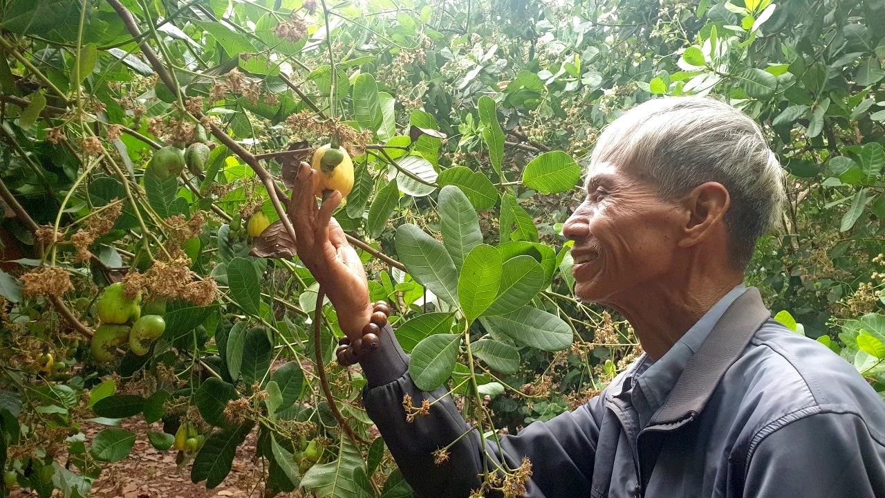 Tết ở thủ phủ hạt điều Bình Phước- Ảnh 1. Tết ở thủ phủ hạt điều Bình Phước- Ảnh 1.