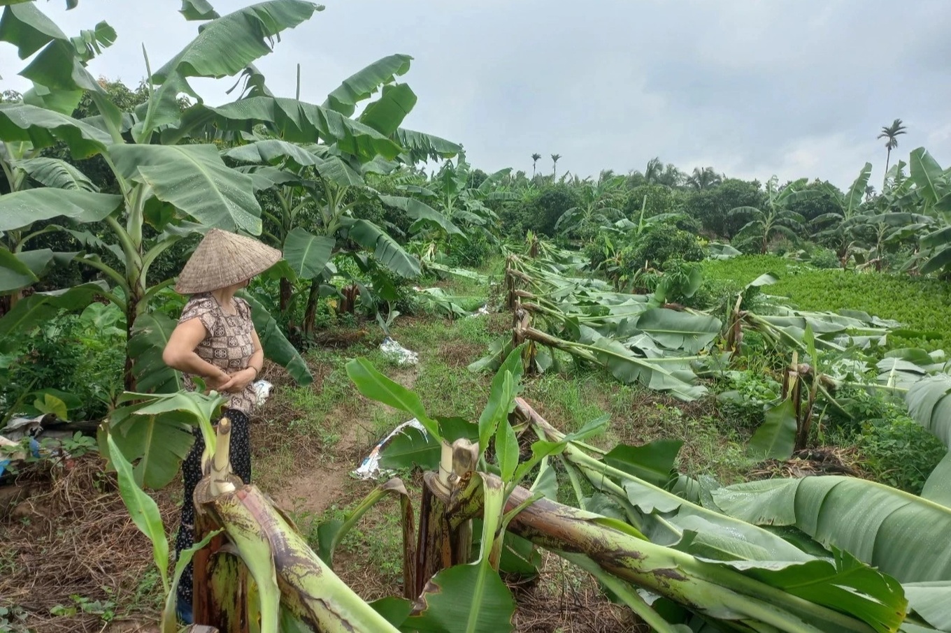 Hải Dương: Điều tra vụ hộ dân 2 năm liền bị kẻ gian chặt phá vườn chuối
- Ảnh 1.