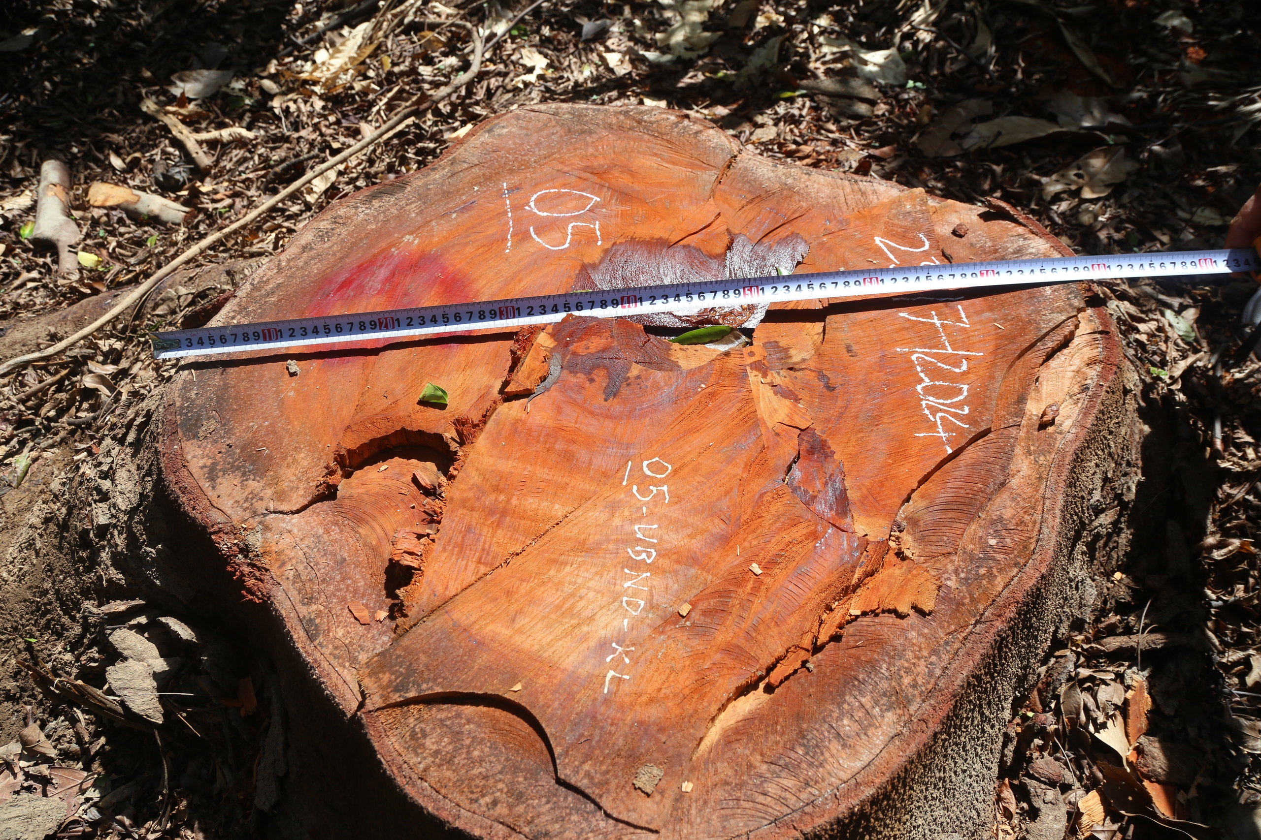 Nghệ An: Điều tra vụ hàng loạt cây lim khủng bị chặt hạ- Ảnh 1. Nghệ An: Điều tra vụ hàng loạt cây lim khủng bị chặt hạ- Ảnh 1.