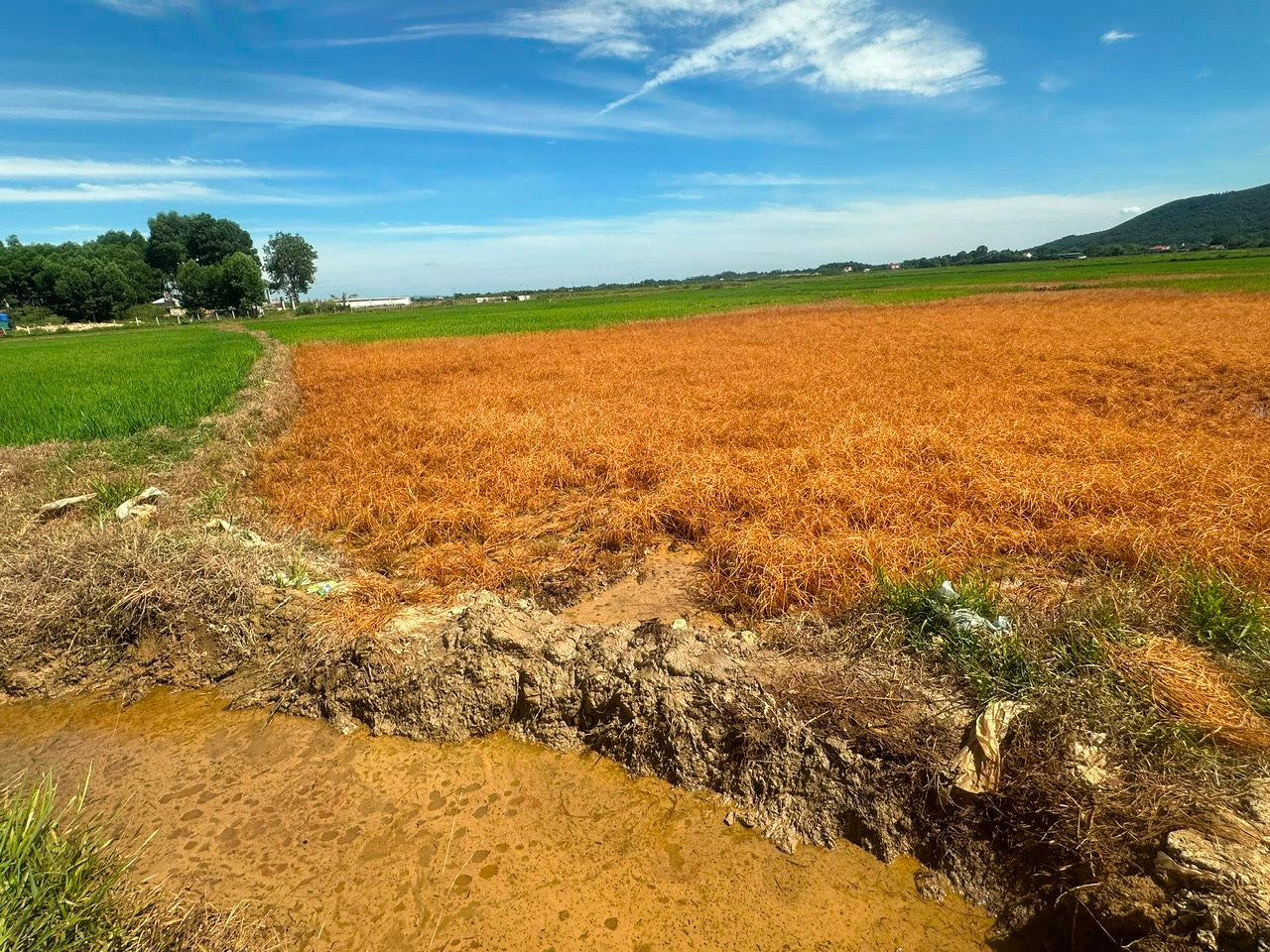 Đã thống nhất phương án đền bù người dân có lúa chết sau sự cố dầu loang ở Hà Tĩnh- Ảnh 1. Đã thống nhất phương án đền bù người dân có lúa chết sau sự cố dầu loang ở Hà Tĩnh- Ảnh 1.