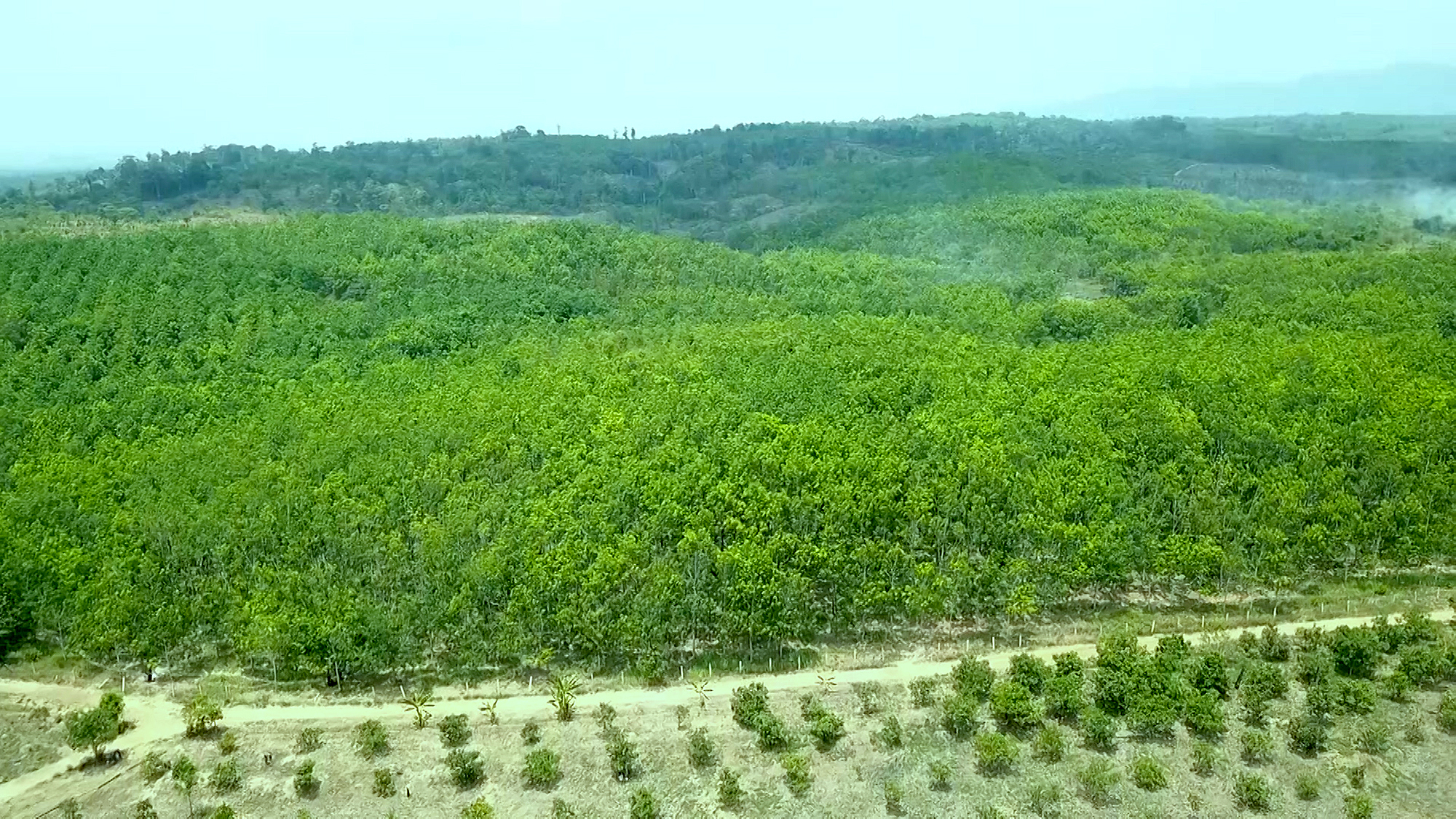 Kỳ lạ 360ha rừng cao su 5 năm không tìm được chủ- Ảnh 1.