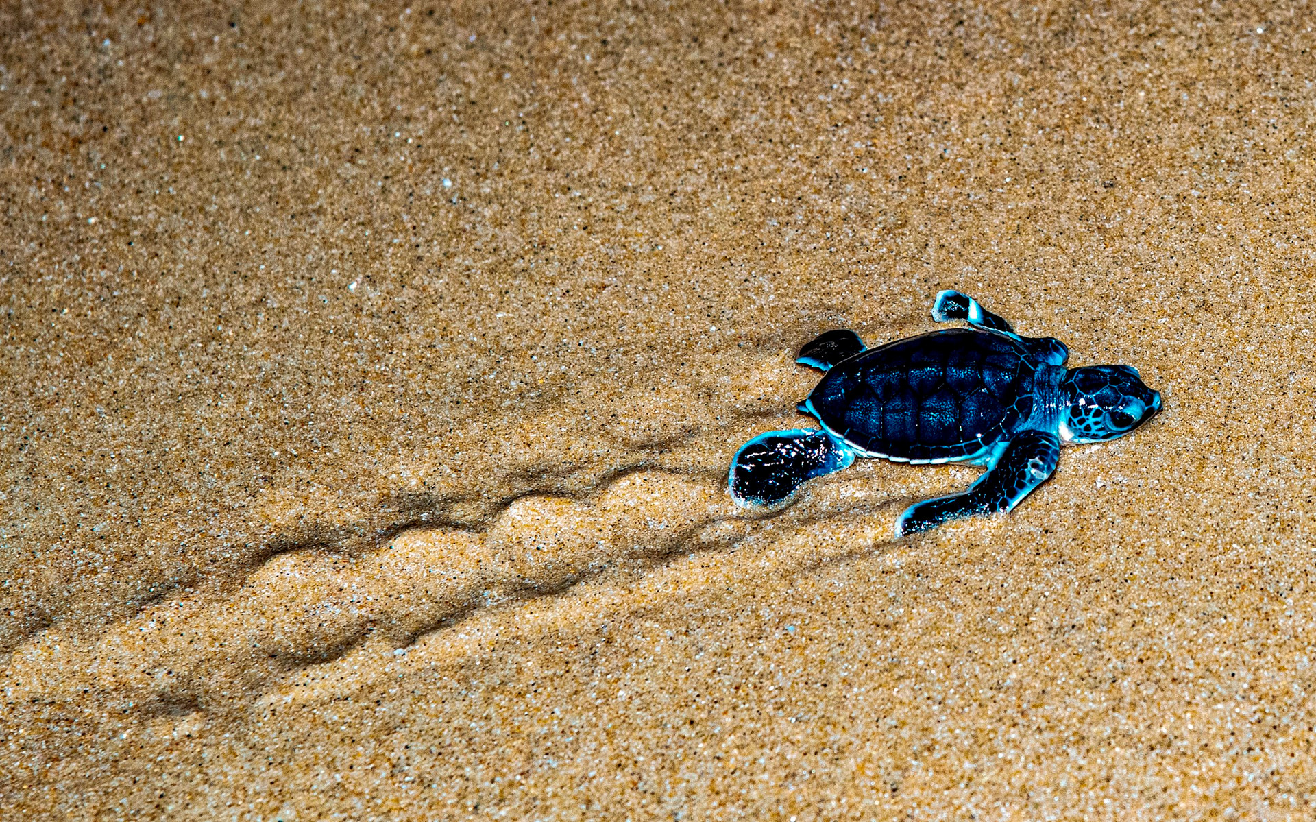 “Mật ngữ” từ rùa biển