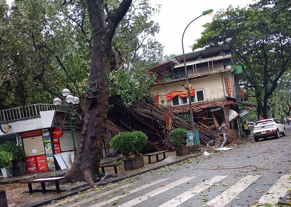 Cây đa cổ thụ đền Bà Kiệu, cây sưa ở cổng Bộ Ngoại giao bị bão Yagi quật ngã- Ảnh 1.