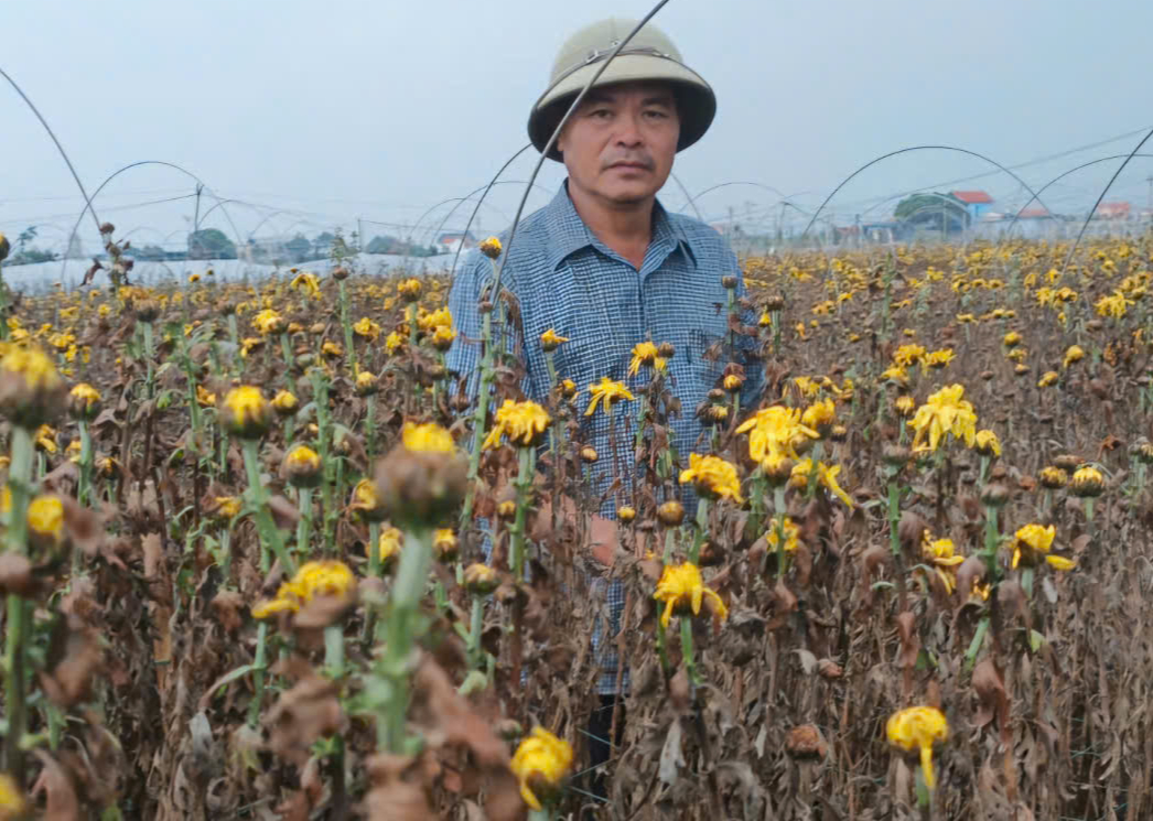 Vựa hoa Nam Định mất trắng, người trồng khóc ròng sau trận lụt lịch sử- Ảnh 1. Vựa hoa Nam Định mất trắng, người trồng khóc ròng sau trận lụt lịch sử- Ảnh 1.