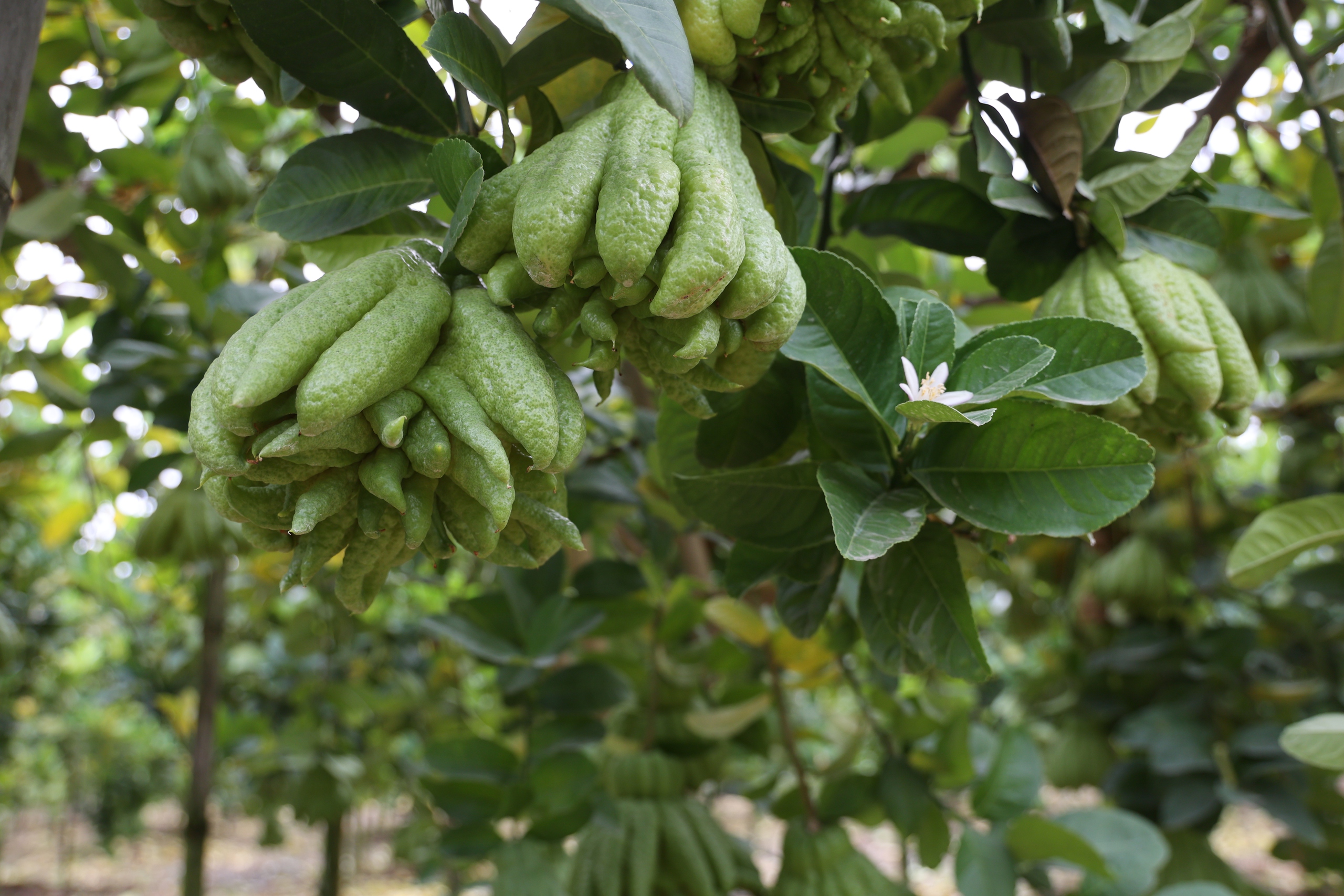 Mất trắng hàng trăm tỷ, dân trồng phật thủ ở Hà Nội khốn khổ phục hồi sản xuất- Ảnh 1.