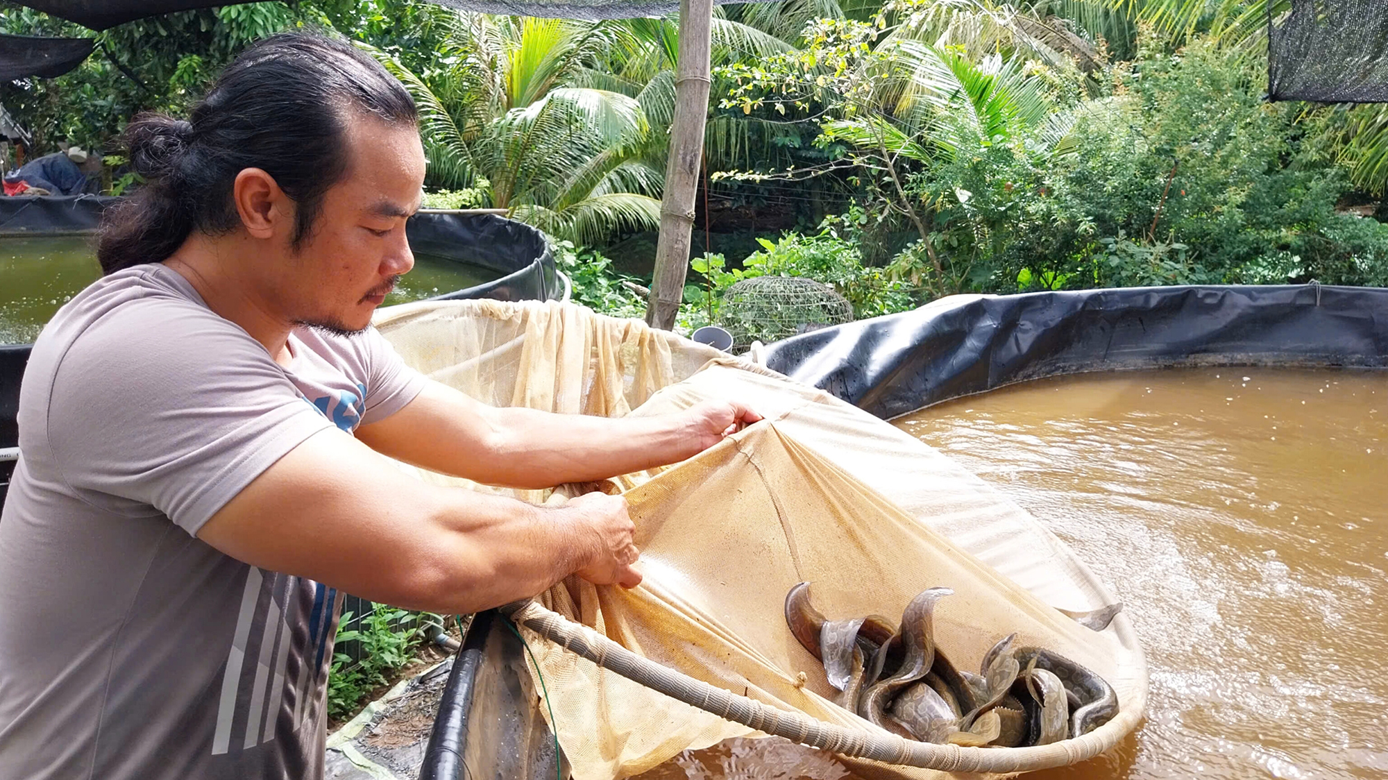 Dựng bể trong vườn, làm giàu từ “sâm nước ngọt”- Ảnh 1.