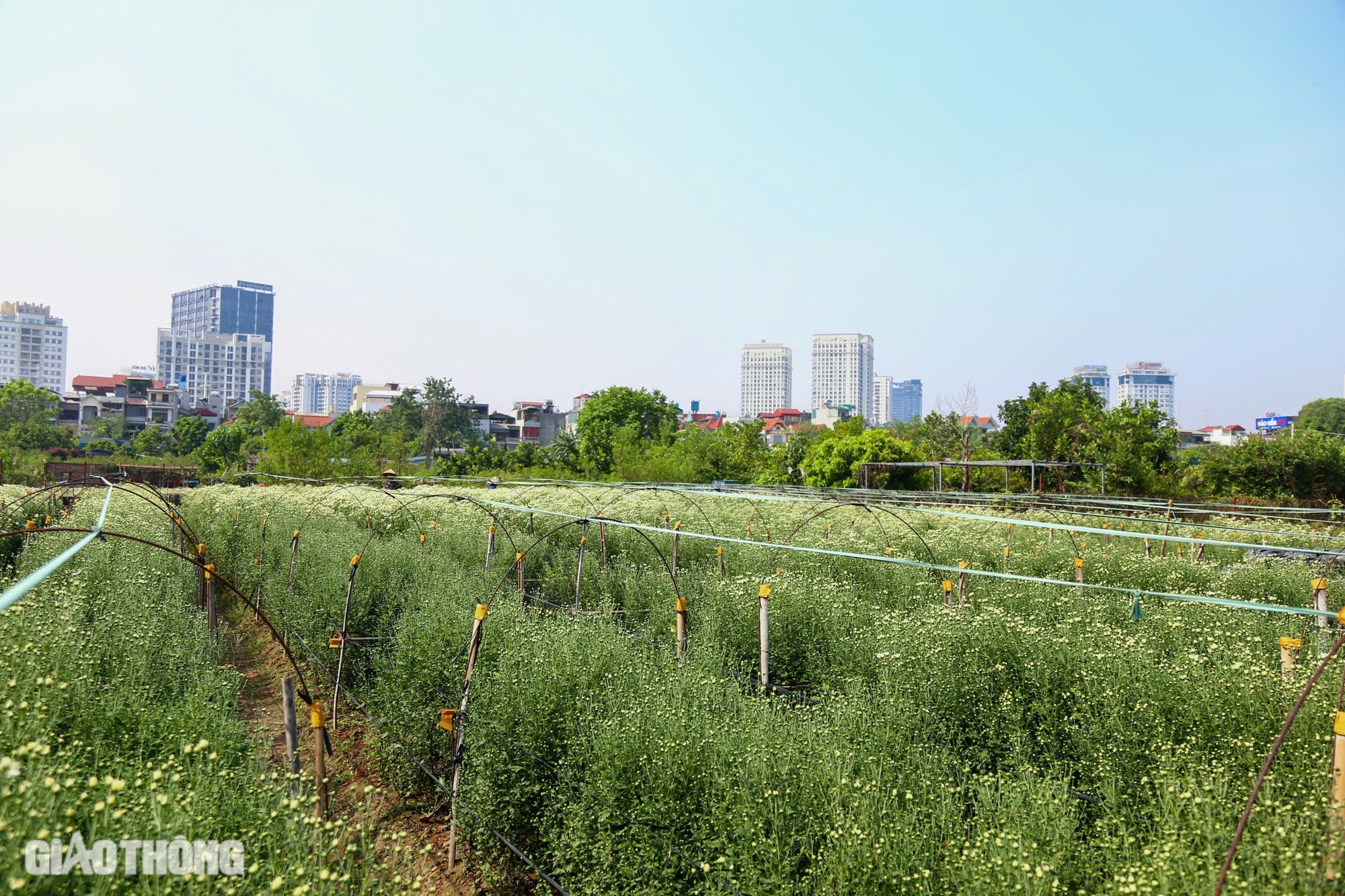 Tất bật thu hoạch cúc họa mi sót lại sau bão Yagi, bán giá đắt gấp đôi- Ảnh 1. Tất bật thu hoạch cúc họa mi sót lại sau bão Yagi, bán giá đắt gấp đôi- Ảnh 1.