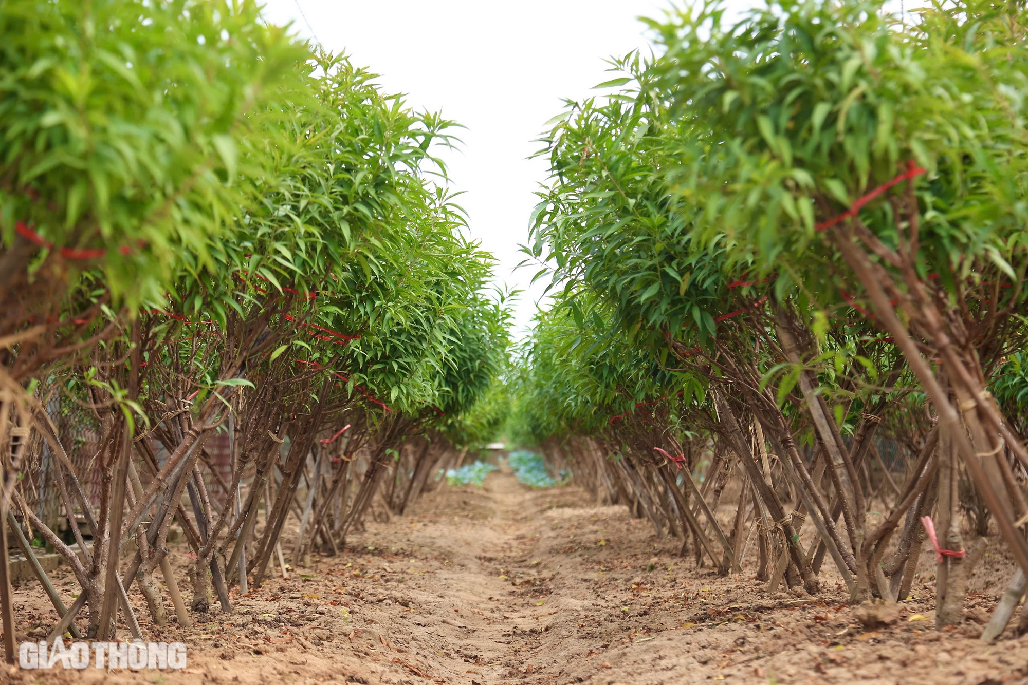 Dân trồng đào Nhật Tân chi tiền triệu mỗi ngày thuê người tuốt lá, chuẩn bị hàng Tết- Ảnh 1.