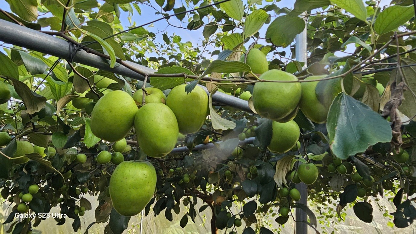 Vĩnh Cửu – Đồng Nai: Vườn táo nhà lưới sạch NaSa, nơi giao thoa giữa nông nghiệp sạch và du lịch sinh thái