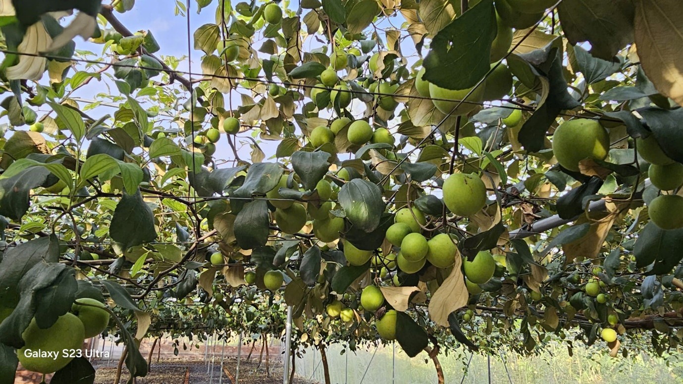 Vĩnh Cửu – Đồng Nai: Vườn táo nhà lưới sạch NaSa, nơi giao thoa giữa nông nghiệp sạch và du lịch sinh thái