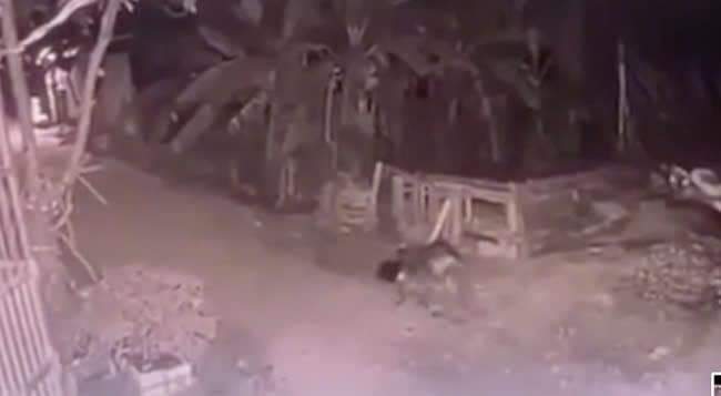 Vụ chó cắn bé gái tử vong ở Vĩnh Phúc: Chủ chó lĩnh án- Ảnh 1.