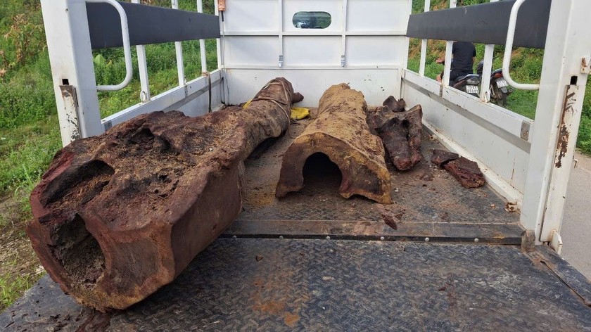 207a4be3b3f106af5fe0-6759-5111-2 Số gỗ nghi sưa đỏ khoảng 300kg được cơ quan chức năng thu giữ, chờ hướng xử lý.