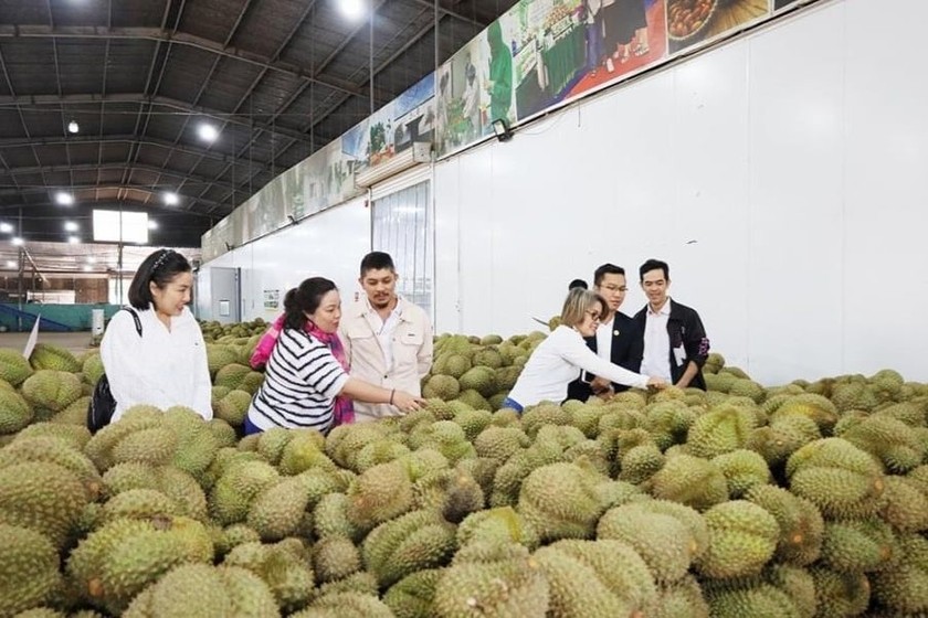 anh-bai-9364-579 Hơn 90% sản lượng sầu riêng Việt Nam được tiêu thụ tại thị trường Trung Quốc. (Ảnh: NLĐ).