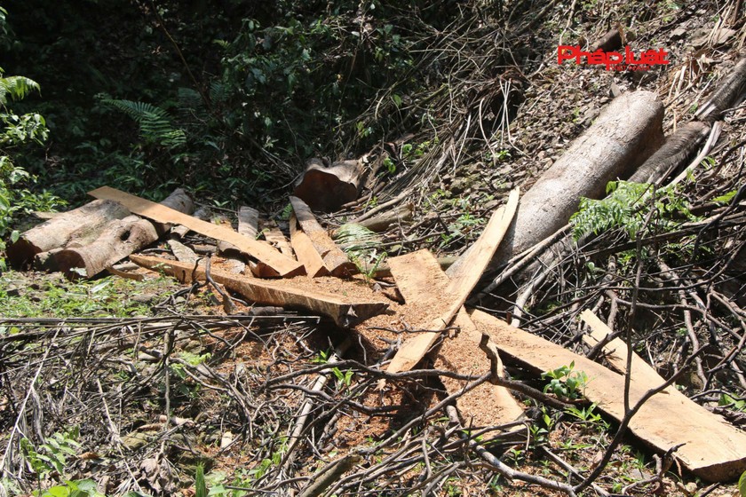 Thái Nguyên - Rừng phòng hộ ở bị "xẻ thịt", cây lâu năm bị thay thế bằng keo non