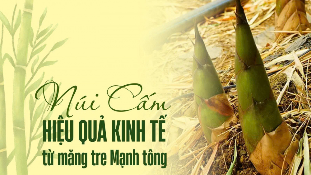 măng tre mạnh tông
