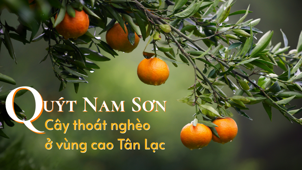 quyt-nam-son-cay-thoat-ngheo-o-vung-cao-tan-lac_68479e023036d quýt nam sơn