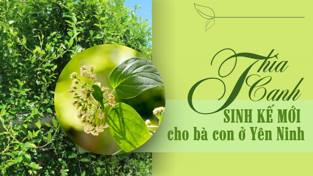 thia-canh-sinh-ke-moi-cho-dong-bao-dan-toc-thieu-so_684848b9cf812 thìa canh