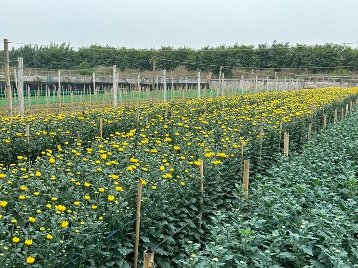 Làng hoa Tây Tựu (Hà Nội): Lao đao vì được mùa mất giá