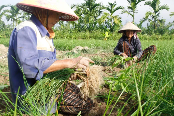 Quảng Ngãi: Nông dân buồn rầu vì kiệu tết rớt giá