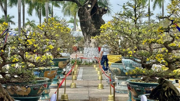 Du khách trầm trồ trước ‘cụ’ mai trăm tuổi, giá tiền tỷ ở Đà Nẵng