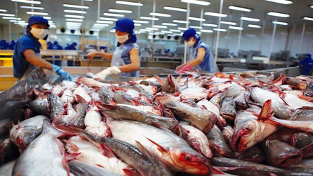 Xuất khẩu cá tra sang EU đạt gần 7 triệu USD chỉ trong nửa đầu tháng 6