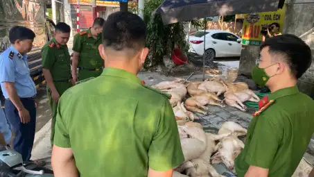 Vĩnh Phúc: Ngân chặn kịp thời gần 800kg thịt lợn đã bốc mùi chuẩn bị ra thị trường