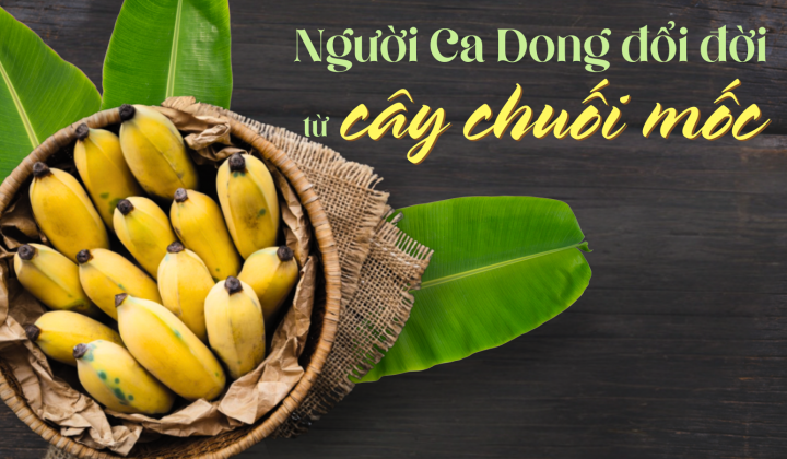 Người Ca Dong đổi đời từ cây chuối mốc