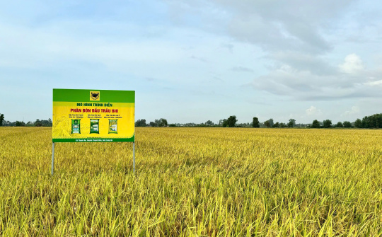 Chìa khóa cho canh tác lúa bền vững ở Đồng bằng sông Cửu Long